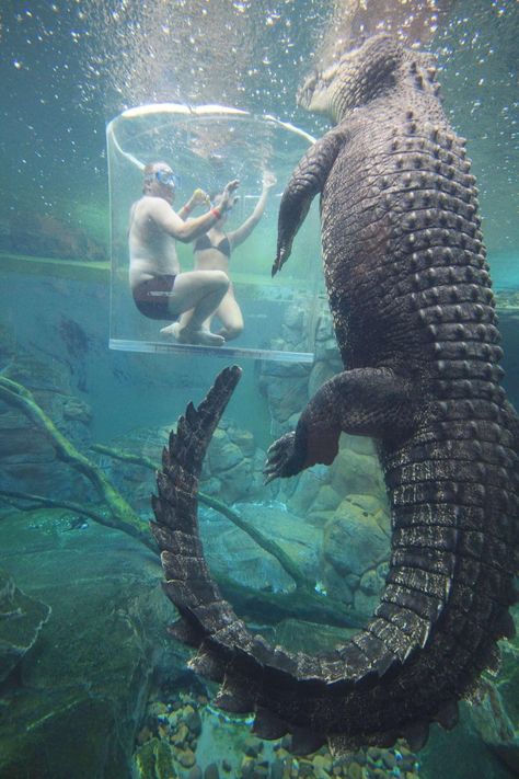 Underwater Beauty, Darwin Australia, Saltwater Crocodile, Northern Territory, Travel Bug, Komodo, Crocodiles, Freshwater Aquarium, Dundee