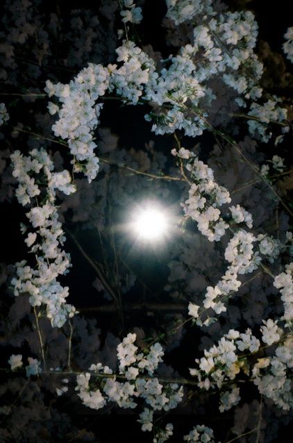 Full Moon Blossoms Alyssum Flowers, Witch's Garden, Moonlight Garden, Magical Moon, Goth Garden, Witch Garden, Night Owls, Midnight Garden, Flower Bucket