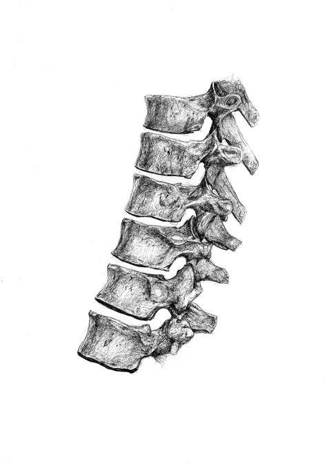 Anatomical penwork section of the human spine. Inside The Human Body Organs, Spine Side View, Spine Sketch, Spine Artwork, Spine Illustration, Spine Drawing, Human Body Organs, Human Spine, Human Organ