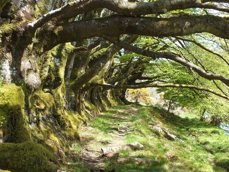 Ancient beech hedges on Exmoor, North Devon Gaia Aesthetic, Ancient Forest Aesthetic, British Forest, Scotland Forest, Scotland Yard Aesthetic, Beech Hedge, Scots Pine, Uk Countryside, Life In France