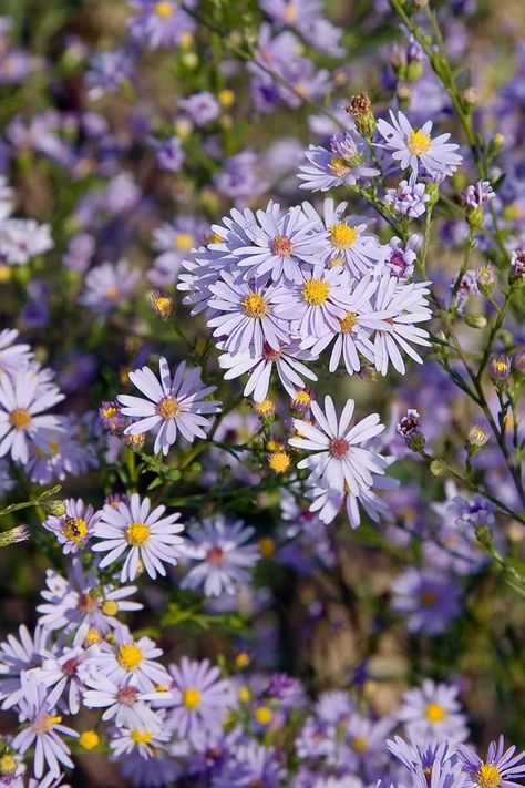 Sky Blue Aster - Aster azureus | Prairie Nursery Prairie Nursery, Floral Design Classes, Garden Tattoo, Flower Identification, Prairie Garden, Aster Flower, Plant Delivery, Fall Plants, Perennial Garden