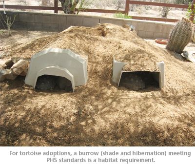 tortoise house - AGFD recommends an 18’ x 18’ reliably enclosed habitat, preferably a grassy area in which native desert plants or shrubs are already growing or can be planted. Outdoor Tortoise Enclosure, Turtle Enclosure, Russian Tortoise Diet, Red Footed Tortoise, Tortoise Food, Turtle Homes, Tortoise House, Tortoise Enclosure, Russian Tortoise