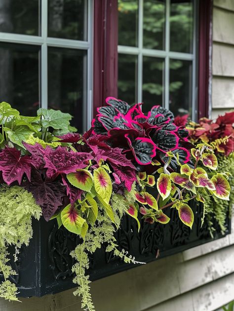 40+ Gorgeous Window Box Ideas (Flower Power Photo Post!) Perrenial Window Boxes, Window Box Ideas For Shade, Fall Flower Box Arrangements, Planter Box Ideas Flowers, Window Pots Flower Boxes, Fall And Winter Window Box Ideas, Planter Box Flower Ideas, Winter Flower Box Ideas, Shade Window Box Plants