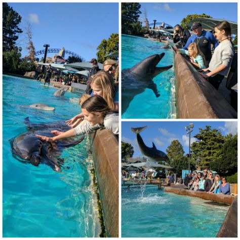 Dolphin Encounter at Sea World San Diego, California Sea World California, Dolphin Encounter, Sea World San Diego, San Diego With Kids, San Diego Kids, Sea To Shining Sea, Family Vacation Destinations, Family Travel Destinations, Beach Time