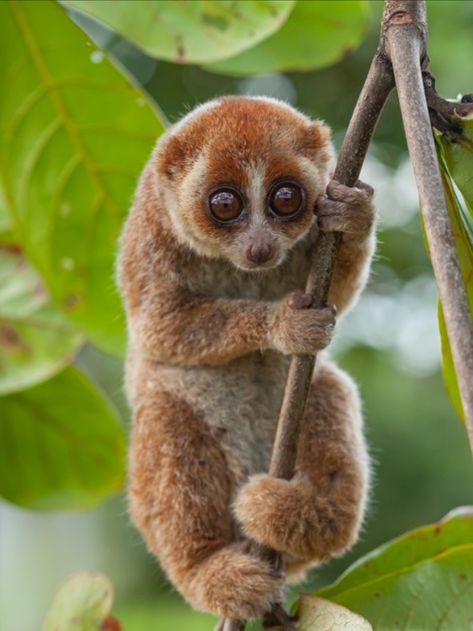 Pygmy Slow Loris, Unique Animals Beautiful, Beautiful Animals Photography Wildlife, Small Mammals, Loris Animal, Lemur Animal, Sunda Flying Lemur, Bali Wildlife, Worlds Cutest Animals