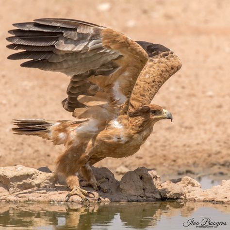 Tawny Eagle Tawny Eagle, Horse Projects, Hawk Bird, Eagle Wings, Creature Feature, Big Bird, Birds Of Prey, Bird Cage, Bird Feathers