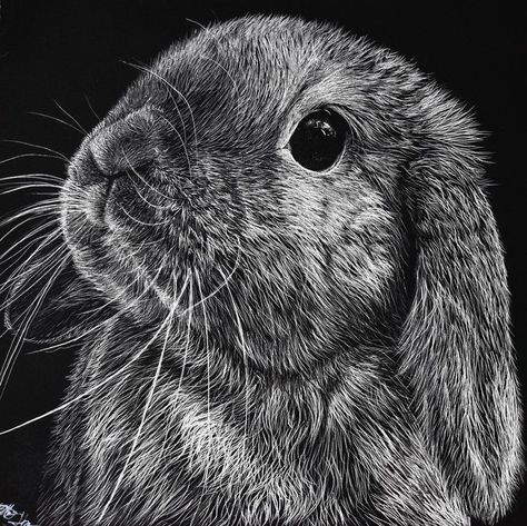 Scratchboard Animals, Scratchboard Drawings, Magic Runes, Crazy Tattoos, Scratchboard Art, Bunny Watercolor, Black Paper Drawing, Charcoal Sketch, Scratch Art