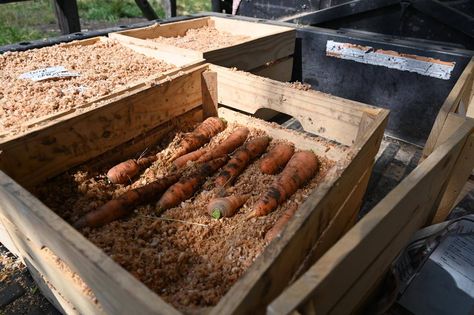 Root Cellaring for Beginners: Your Guide to Home Food Storage Homesteading Family Josh And Carolyn, Remedy For Cold, Natural Remedies For Congestion, Congestion Remedies, Homesteading Family, Harvest Storage, Canning Food, 40 Acres, Root Cellar