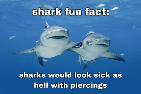 Silly Lemon Shark, Shark Header Twitter, Know Your Sharks, Shark Discord Banner, Shark Twitter Header, Silly Shark Pfp, Shark Header, Sharks In Love, Shark Fun Facts