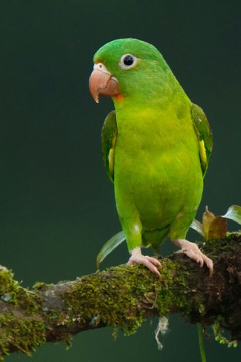 Orange-chinned Parakeet, Costa Rica - they were in all the trees, wonderful.  Where they should be and not in cages. Wallpaper Dog Aesthetic, Animals And Pet Supplies, Green Parakeet, Dog Tattoo Ideas, Wallpaper Dog, Talking Parrots, Green Parrot, Snake Wallpaper, Animal Jungle