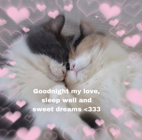 Good Night Cat Pics, Cute Messages Goodnight, Goodnight I Love You Cute Images, Good Night Meme Cute Cat, Wholesome Pictures Goodnight, Cat Cute Message, Goodnight Cat Cute, Goodnight Cute Meme, Goodnight Wholesome Pic