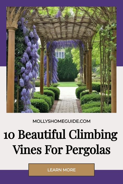 Discover the best climbing plants for pergolas and arbors! Create a stunning outdoor space with these fast-growing, drought-tolerant vines. From colorful climbing flowers to lush greenery, these vines are perfect for trellises, lattice work, and arches. Elevate your garden design with the beauty of nature as these climbing plants gracefully adorn your outdoor structures. Explore our collection of the best climbing vines to grow on pergolas and create a magical oasis in your own backyard! Vines For Pergola, Green Pergola, Plants For Pergolas, Pergola Vines, Climbing Flowering Vines, Best Climbing Plants, Fast Growing Vines, Climbing Flowers, Growing Vines