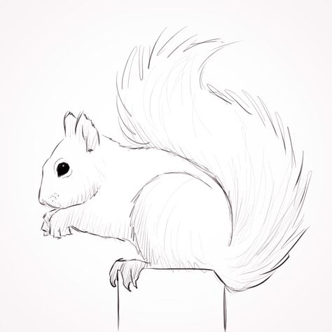 squirrel line art - Google Search Squirrel Drawings, Drawing Squirrel, Squirrel Drawing, Cats Pretty, Squirrel Painting, Squirrel Art, Tumblr Art, Charcoal Drawings, Cute Squirrel