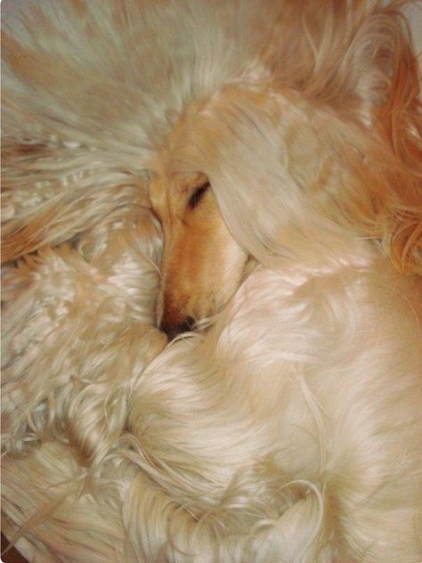 Blonde bombshell: an Afghan Hound sleeping in a swirl of hair. Mandy Candy, Hound Dog Breeds, Dogs Lover, Afghan Hound, All Dogs, Old Dogs, Hound Dog, Cute Kittens, Dog Gifs