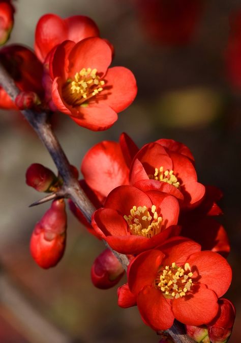 Mood Board Fashion Inspiration, Japanese Camellia, Ruby Flower, Chinese Flowers, Flowering Quince, Chinese Flower, Very Beautiful Flowers, Hand Painted Dress, Red Blossoms