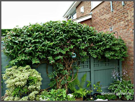 Lonicera henryi (Henry's Honeysuckle) - evergreen climber. Hardy to zone 5. Vines Ideas, Evergreen Clematis, Evergreen Climbers, Rusty Garden, Evergreen Vines, Garden Vines, Planting Plan, Evergreen Plants, Summer 3