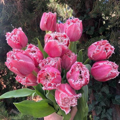 BJM Studio Specialty Flowers on Instagram: “A lovely new Fringed Tulip variety. Please see my stories for a more up close look. #tulip #tulips #fringedtulip #fringedtulips #frilltulip…” Tulips Meaning, No Frills, Instagram A, Tulips, Flowers, On Instagram, Instagram