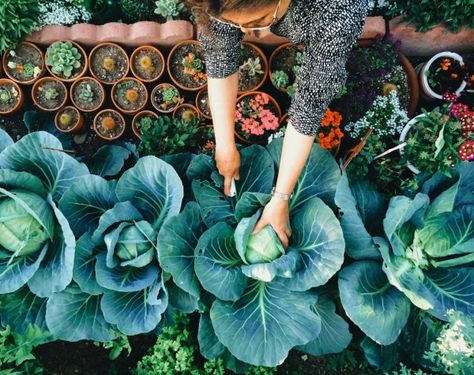 Gardening experts reveal how to make your edible garden a success Backyard Food, Potassium Rich Foods, Diy Garden Bed, Olivia Newton, Organic Vegetable Garden, Health Trends, Food Forest, Organic Gardening Tips, Organic Vegetables