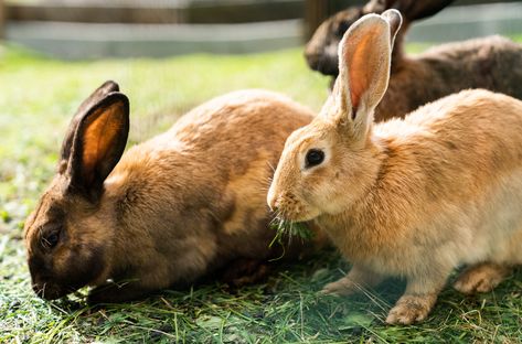 The Cinnamon rabbit gets it’s name from it’s russet color fur. These bunnies were originally bred as meat rabbits, which helps to explain their size Cinnamon Rabbit, Rabbit Species, Rabbit Farming, Russet Color, Rabbit Pose, Show Rabbits, Top Facts, Rabbit Farm, Meat Rabbits