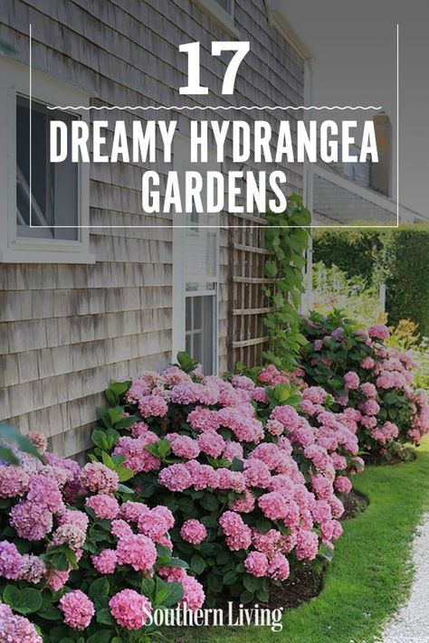 Backyard Hydrangeas, Hydrangea Flower Bed, Hydrangea Planters, Hydrangea Shade, Front Yard Design Ideas, Awesome Gardens, Garden Home Ideas, Yard Design Ideas, Yard Landscape Ideas