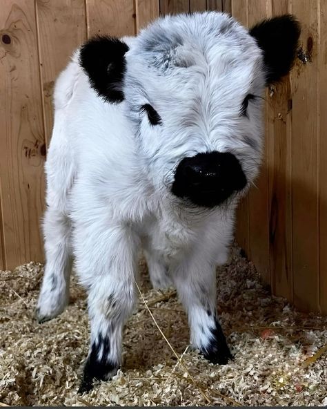 Mini Highland Cow, Pet Cows, Cutee Animals, Mini Cows, Baby Farm Animals, Fluffy Cows, Cute Small Animals, Cute Animals Puppies