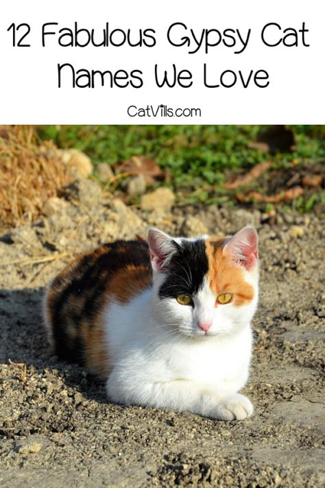 12 Gypsy Cat Names That We Love Cute Cat Names Female Unique, Make Cat Names, Names For Cats Unique, Male Cat Names Unique List, Kitten Names Girl, Tortoiseshell Cat Names, Calico Cat Names, Unique Cat Names, Girl Cat Names