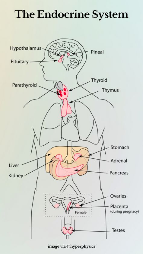 Body System Drawing, Endocrine System Project Model, Endocrine System Notes Aesthetic, Endocrinology Notes, Endocrine Hormones Cheat Sheet, The Endocrine System Drawing, Human Body Endocrine System, Endocrine System Model, Endocrine System Drawing