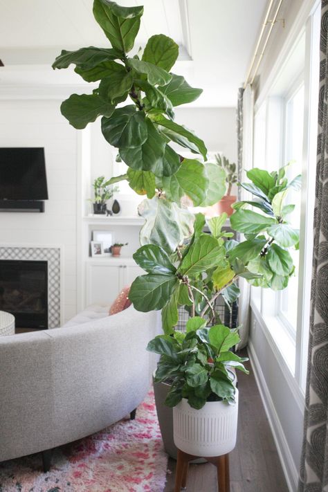 The instagram famous Fiddle Leaf Fig tree is a giant, beautiful plants. Here's everything you need to know to grow and maintain a ficus lyrata! Umbrella Plant Care, Fiddle Fig Tree, Rubber Tree Plant, Fiddle Leaf Tree, Large Indoor Plants, Fig Plant, Easy Plants To Grow, Corn Plant, Fiddle Leaf Fig Tree