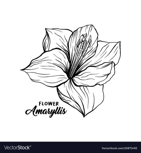 Amaryllis Drawing, Amaryllis Tattoo, Small Flower Drawings, Rangoli Drawing, Simple Flower Rangoli, Sketch Flower, Amaryllis Flower, Henna Drawings, Freehand Drawing