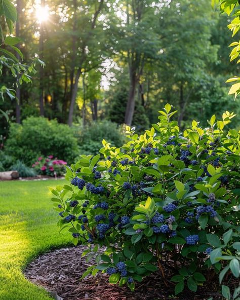 Blueberry Garden, Blueberry Gardening, Growing Blueberries, Bush Garden, Berry Garden, Blueberry Plant, Fruit Bushes, Acid Loving Plants, Berry Plants