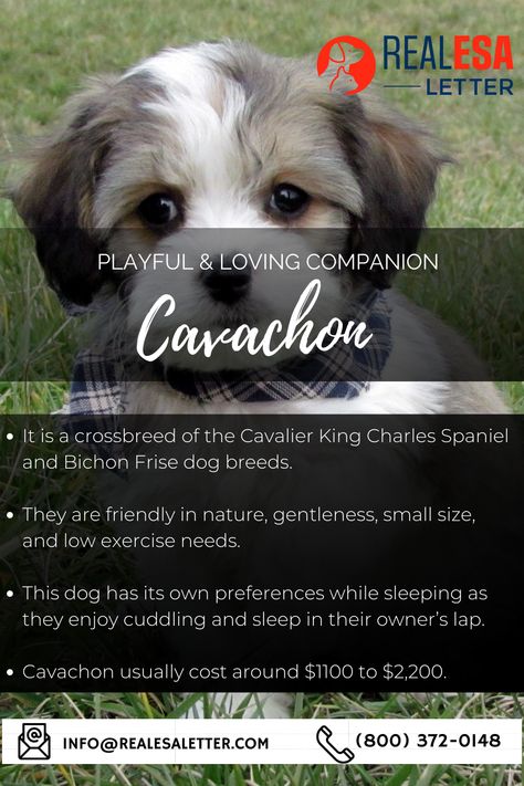 Cavachon -Dog Breed Intimidating Dog Breeds, Fun Preschool Crafts, Cavapoo Tricolor, Dog Breed Quiz, Cavachon Dog, Ancient Dog Breeds, Apartment Dogs, Bichon Frise Dogs, Good Traits