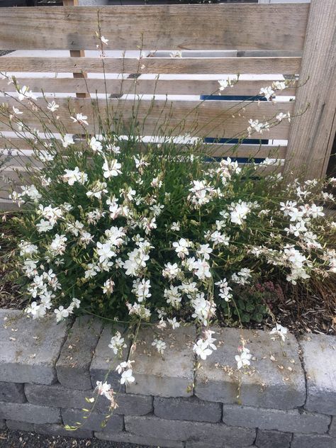 Gaura (Oenothera) lindheimeri - Xera Plants Gaura Plant, Drought Tolerant Shrubs, Drought Tolerant Garden, Potted Plants Outdoor, Butterfly Plants, Garden Plant Pots, Australian Garden, Border Plants, Patio And Garden