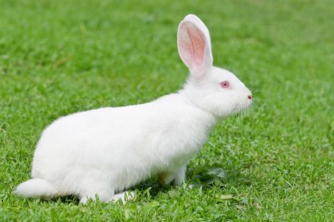 Florida White Rabbit Breed Information and Pictures - PetGuide.com Florida White Bunny, Florida White Rabbit, Rabbit Facts, Flemish Giant Rabbit, Rabbit Artwork, Rabbit Names, All About Rabbits, Rabbit Wallpaper, Rabbit Breeds