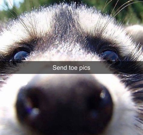 #raccoon #raccoonsofinstagram #lol Blushing Raccoon, Sick Raccoon, Funny Racoon Pictures, Ugly Raccoon, Raccoon Person, Russian Raccoon, Raccoon With Headphones, Happy Birthday Ethan, Fat Raccoon