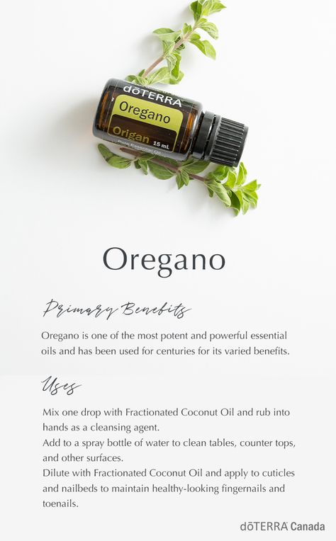 Oregano Benefits, Doterra Oregano, Oregano Oil Benefits, Essential Oil Roller Bottle Recipes, Oregano Essential Oil, Homemade Essential Oils, Doterra Business, Doterra Essential Oils Recipes, Essential Oils Guide