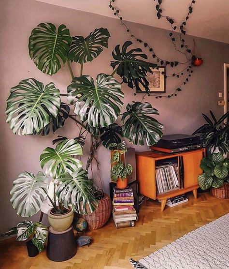 Monstera Deliciosa Care, Lots Of Plants, Diy Plant Stand, Bedroom Plants, Houseplants Indoor, Monstera Plant, House Plants Decor, Monstera Deliciosa, Living Things