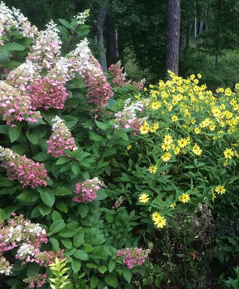 I Love Hydrangea Pinky Winky Pinky Winky Hydrangea, Hydrangea Pinky Winky, Hydrangea Landscaping, Types Of Hydrangeas, About Plants, Hydrangea Garden, Hydrangea Paniculata, Long Flowers, Summer Wines