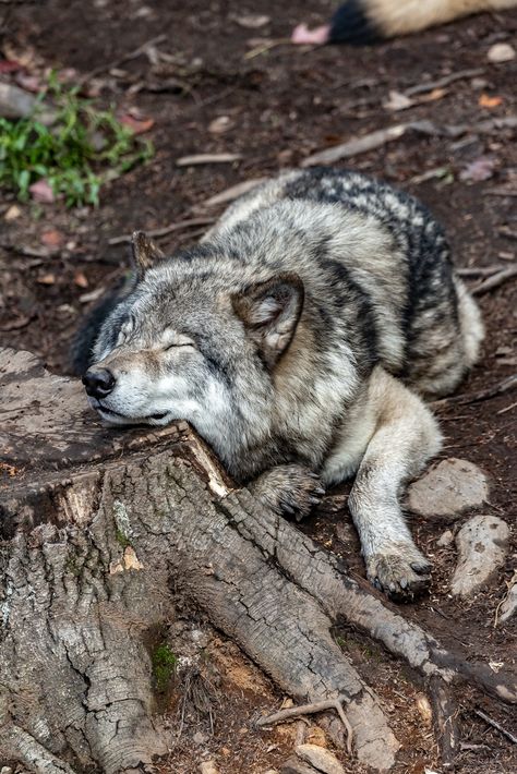 #MondayFeels #MondayMood Yukon Wolf, Pagan Quotes, Wolf Stuff, Wolf Love, Wolf Pictures, Wolf Spirit, Beautiful Wolves, Figure Sketching, Wild Adventures