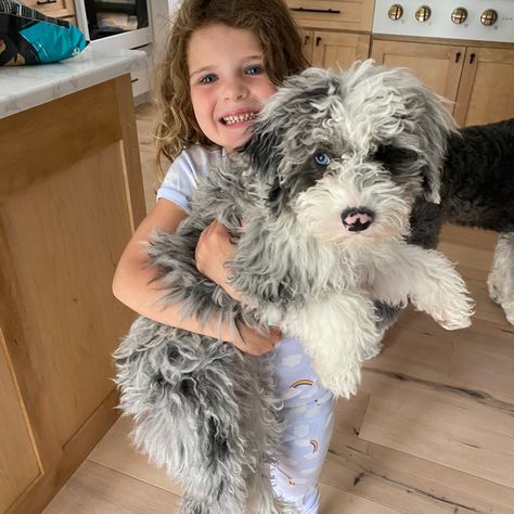 Waffles Mini Sheepadoodle puppy Mini Sheepadoodle, Sheepadoodle Puppy, Doodle Puppy, Puppies For Sale, Waffles, To Grow, Doodles, Puppies