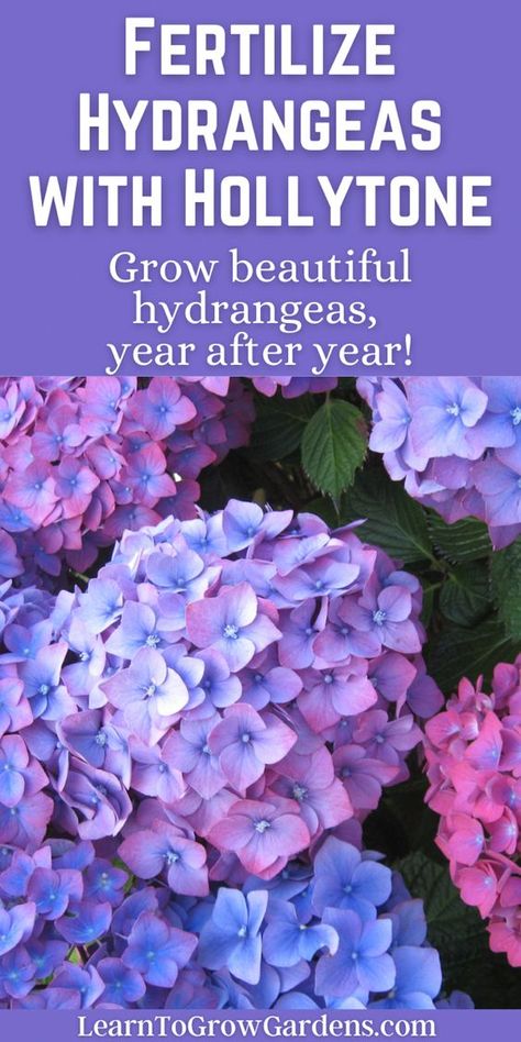 Hydrangeas need fertilizer to grow big, beautiful blooms. In our Complete Guide to Espoma Organic's Hollytone, learn how to fertilize hydrangeas and use Hollytone for all acid-loving plants, such as hollies, rhododendrons, and azaleas. Great hydrangea care how to tips that also work for Endless Summer care tips. How To Fertilize Hydrangeas, Hydrangea Fertilizer, Hydrangea Plant Care, Hydrangea Plant, Herb Growing, Plants Tips, Yard Flowers, Hydrangea Landscaping, Garden Escape