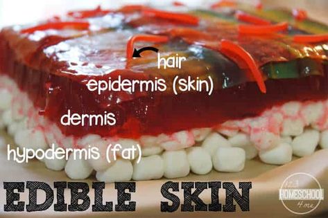 Edible Skin Science Project for kids learning about the Five Senses Edible Science, Human Body Unit Study, Human Body Projects, Human Body Science, Human Body Activities, Human Body Unit, Kid Experiments, Science Projects For Kids, Human Body Systems