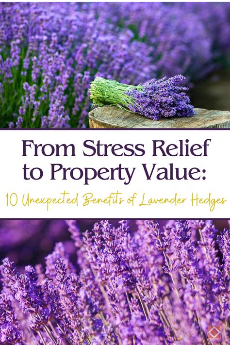 From stress relief to property value, lavender hedges have it all! 🌿 Learn about 10 unexpected benefits of planting lavender in your yard and see why it’s the perfect addition to your garden. Lavender Hedges, Planting Lavender, Lavender Hedge, Benefits Of Lavender, Lavender Benefits, Aromatherapy Benefits, Thriving Garden, Indoor Plant Care, Lavender Plant