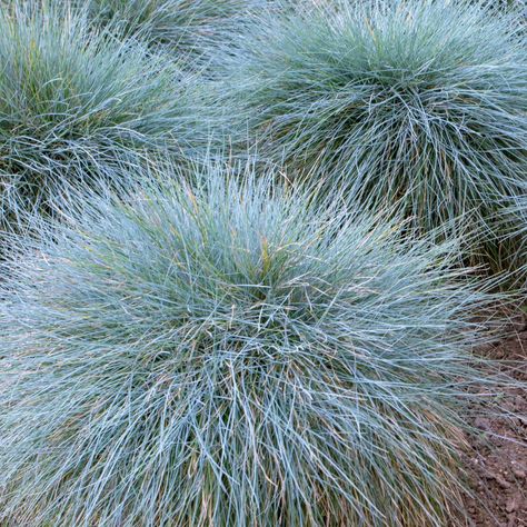 Drought-tolerant ornamental grass adds a silver-blue hue rarely seen in landscapes. Festuca Glauca Intense Blue, Festuca Glauca, Deer Resistant Flowers, Fescue Grass, Blue Fescue, Ornamental Grass, Deer Resistant Plants, Front Garden Design, Planting Hydrangeas