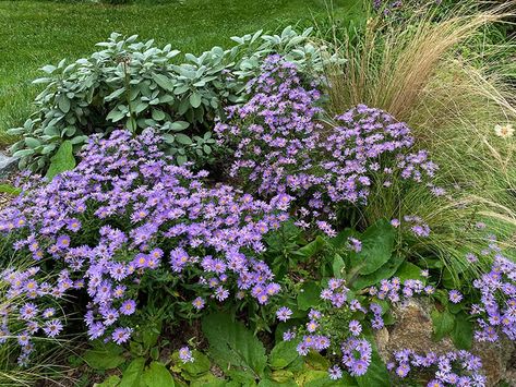 woods blue with sage Green Industry, Aster Flower, Front Lawn, Blue Wood, Seasonal Celebration, Perennial Garden, Types Of Plants, Secret Garden, Hydrangea