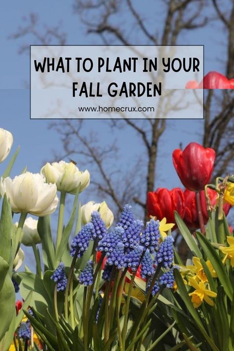 Things You Can Plant in Your Fall Garden Now How To Prep Garden For Winter, When To Plant Tulip Bulbs Fall, Fall Garden Checklist, Preparing Garden In Fall, How To Prepare Garden For Winter, Fall Planting, Fall Garden, Fall Plants, Living Wall