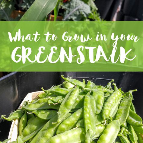 What to Plant in Your GreenStalk Garden | GreenStalk Vertical Garden Green Stalk Vertical Garden Ideas, Green Stalk Vertical Garden, Greenstalk Planter Ideas, Greenstalk Vertical Planter Ideas, Greenstalk Garden, Greenstalk Vertical Planter, Kitchen Garden Plants, Growing Green Beans, Broccoli Plant