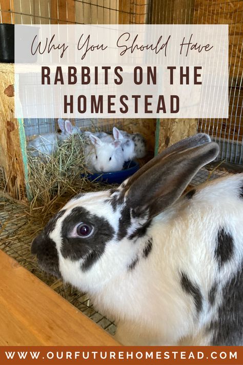 Have you ever thought to have rabbits on your homestead or just in your suburban backyard? Read on for 6 great reasons to add rabbits to your home. Breeds Of Rabbits, Meat Rabbits Breeds, Suburban Backyard, Raising Rabbits For Meat, Backyard Animals, Rabbit Farm, Tiny Farm, Meat Rabbits, Raising Farm Animals