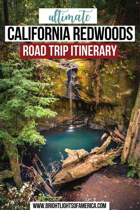 Plan a trip to see Northern California's majestic Redwood trees with this epic itinerary. Don't miss a thing on your next California road trip! California Redwoods | Where to see California Redwoods | Stops on a California Redwoods Road Trip | California Road Trip | Northern California Road Trip | Where to see Redwoods in California | Giant Redwoods | California Redwoods Road Trip Itinerary | California Road Trip Itinerary Redwood National Park With Kids, Redwood Vacation, Redwoods Vacation, Redwoods Road Trip, Pch Roadtrip, Forest Trip, Redwoods National Park, North California, Northern California Road Trip