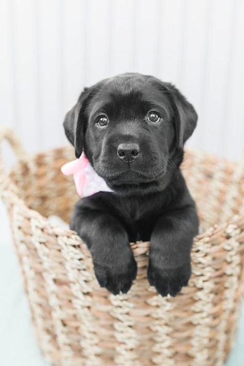 Puppy Poses Pictures, Lab Puppy Photoshoot, Breeder Puppy Pictures, Black Puppy Photoshoot Ideas, Dog Picture Ideas Pet Photography, Puppy Photography Photo Shoots, Newborn Puppy Photos, Picture Memorial Ideas, Cute Puppy Photoshoot Ideas