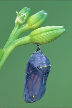 Monarch butterfly Chrysalis by Steve Gettle Monarch Butterfly Cocoon, Butterfly Crisalys, Butterfly Leaving Cocoon, Butterfly Cocoon Drawing, Chrysalis Sculpture, Chrysalis Tattoo, Chrysalis Craft, Monarch Chrysalis, Butterfly Pupa